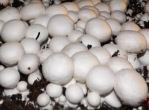 White Button Mushroom Growing Kit ~ Easy to Grow Your Fresh Shrooms! Fun for The Whole Family!